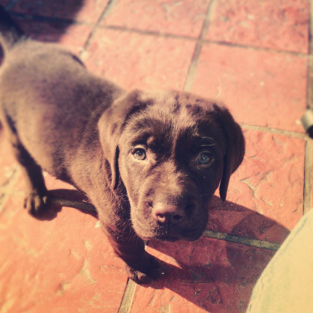 JunglaDelPoder's tweet photo. #Hola #NoDejoDePortarmeMal #Milan #Labrador #Chocolate 🐶🐾 http://t.co/ajtsS5byjx