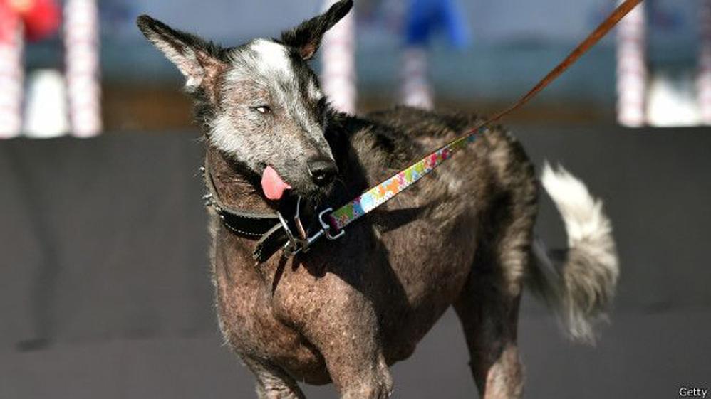 noticias24's tweet photo. Conoce a los perros “más feos del mundo” - http://t.co/wmoa4XysYz http://t.co/YSnhqDJQvi