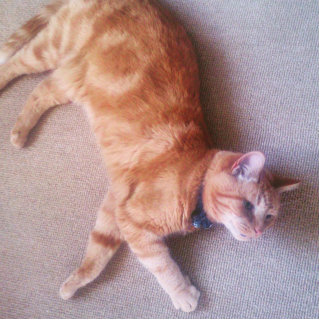 eligoldstone's tweet photo. #hotcatsoftwitter http://t.co/sdNGil9uDx