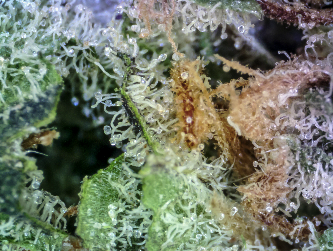 CannabaseMarket's tweet photo. Check out this new deal on rec flower! Farm-fresh, organic, greenhouse flower only $1600/lb! https://t.co/UYwjOgay1v http://t.co/CxNrVg508P