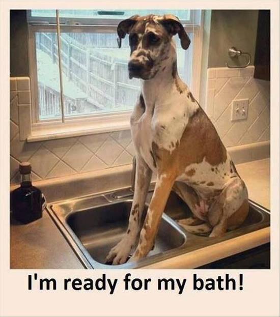 tags_ireland's tweet image. Keeping pets cool tip No 3... #CoolBaths 
adoptapet.ie