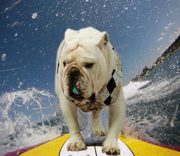 Tupper's To-Do List before July 1st:
 1. Make a gift to the Bryant Fund:  bit.ly/1NqpSfR
2. Catch a wave..