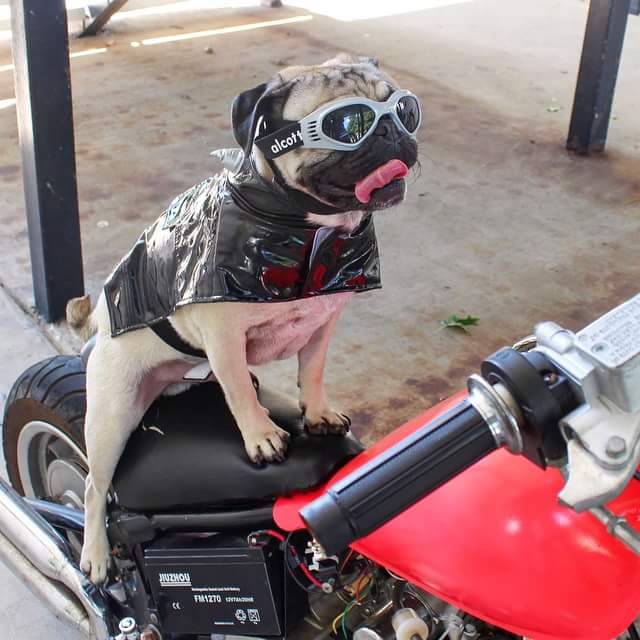 I see <a href="/RomanLucious/">Roman B. Brigant</a>' influence alllllllll over this...hey, <a href="/ClaudeCrane/">Claude B. Brigant</a>, your boy needs a helmet