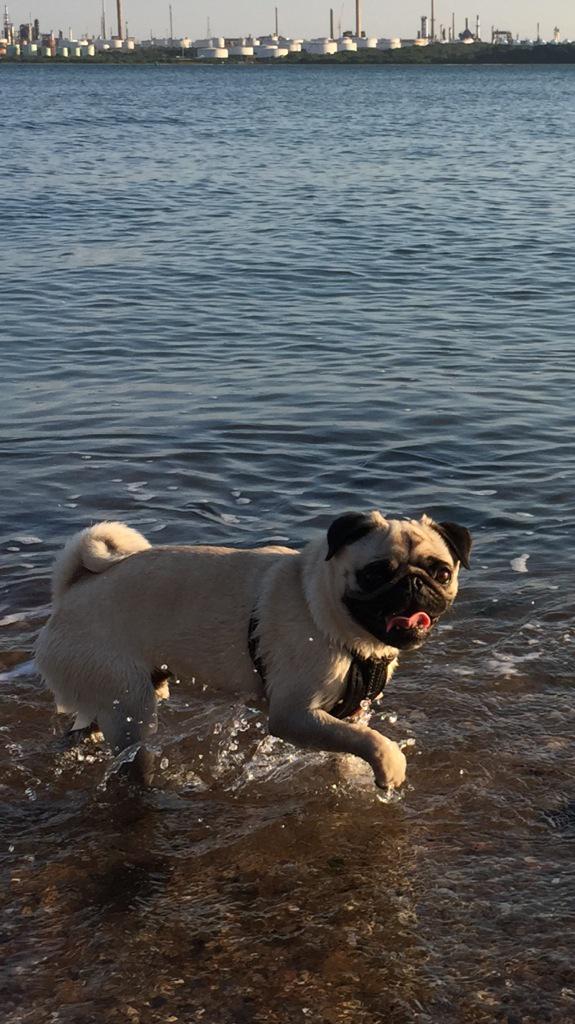 Cooling off in the sea #TongueOutTuesday #puglife