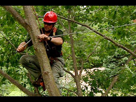 Picture_Windows's tweet image. How to Cable a Large Split Tree - This Old House vid.staged.com/u8Vp #picture #vinyl