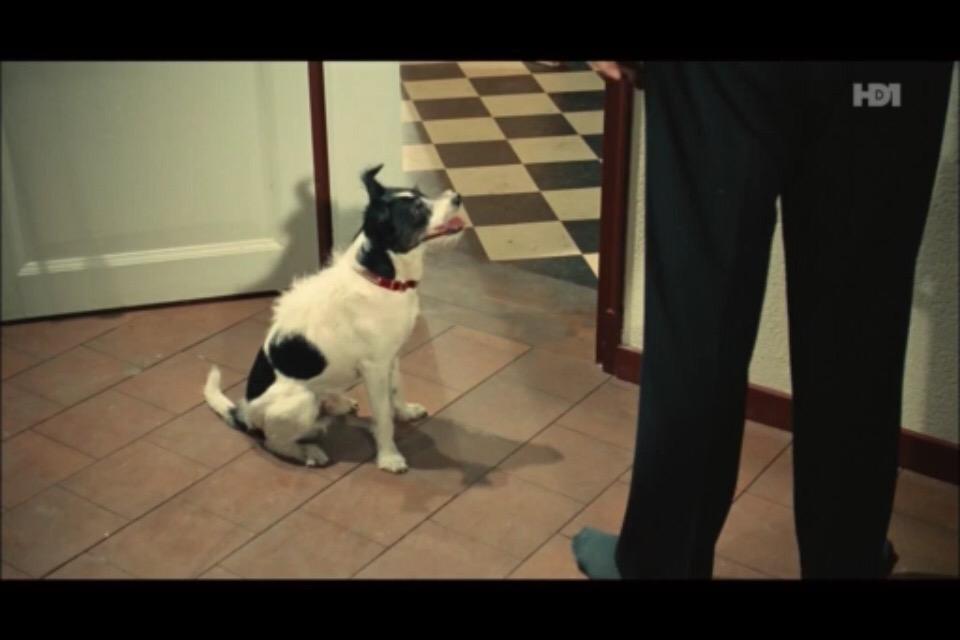 A Curnier Pregigodsky On Twitter Le Chien De Alexandre