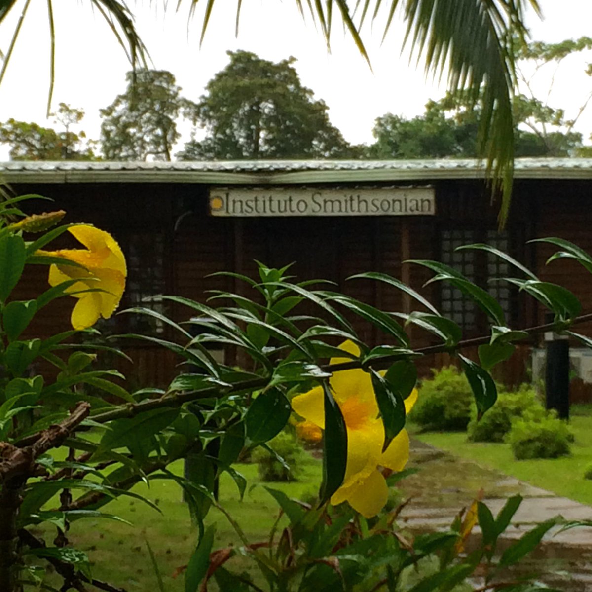 Delighted to be learning about tropical algae &amp; enjoying the rainy season <a href="/Seaweediversity/">Seaweed_diversity</a> <a href="/BocasStation/">Bocas Station</a> <a href="/stri_panama/">Smithsonian Panama</a>