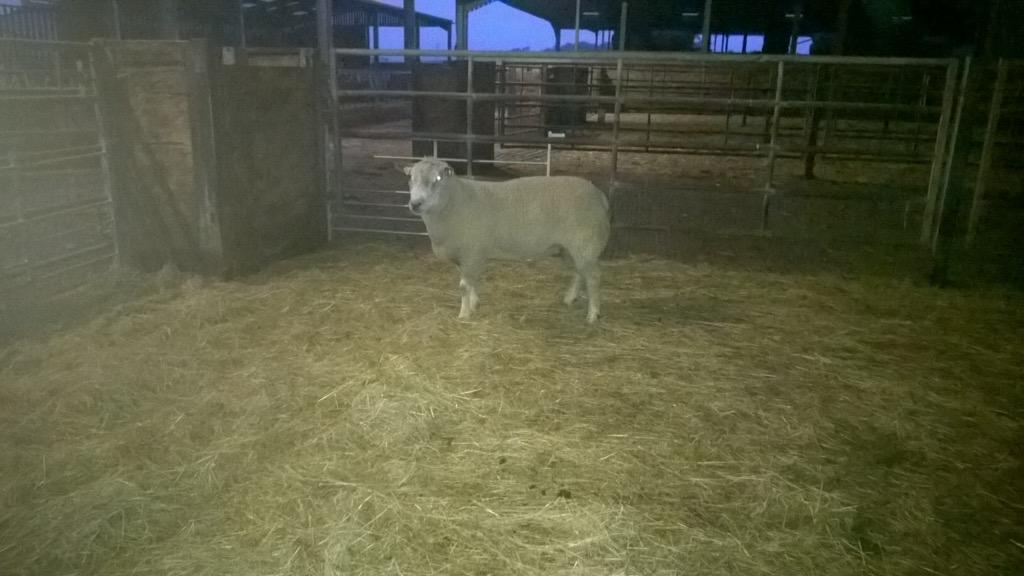 will__whiting's tweet image. New Charolais ram