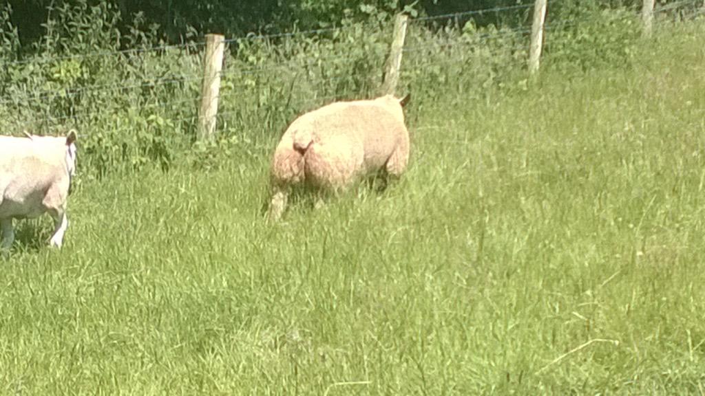 will__whiting's tweet image. New Charolais ram