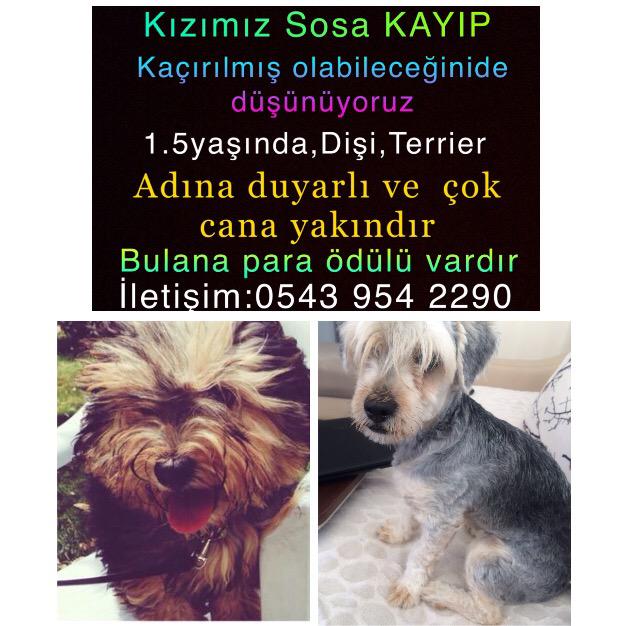 KIZIMIZ SOSA KAYIP. İLANI GÖRENLERİN PAYLAŞMASINI RİCA EDİYORUZ