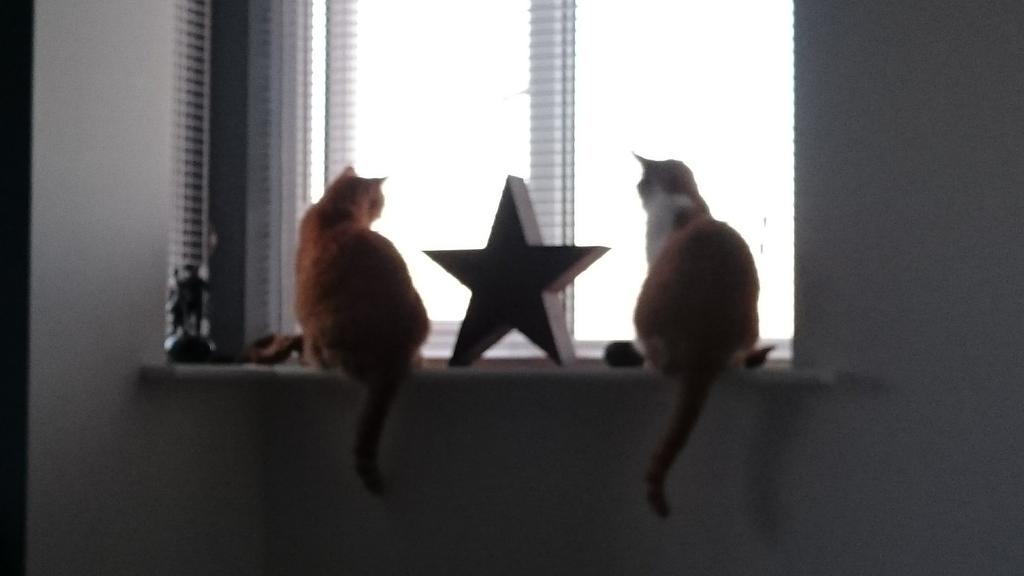 Charfreest's tweet image. Loving the open window on these summer nights. #housecats #newbuildissues