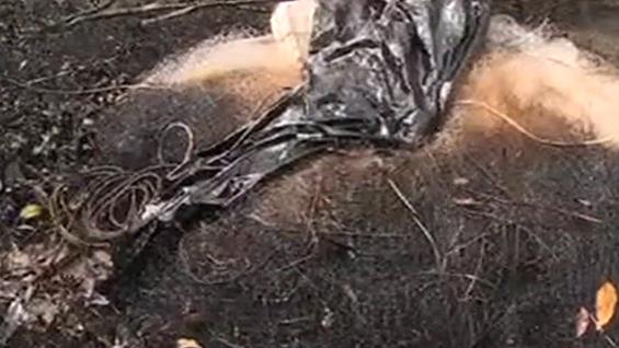 NoticiasRCN's tweet image. Pescadores y cultivadores de Tumaco están gravemente afectados por contaminación de crudo. bit.ly/1GXr5cg