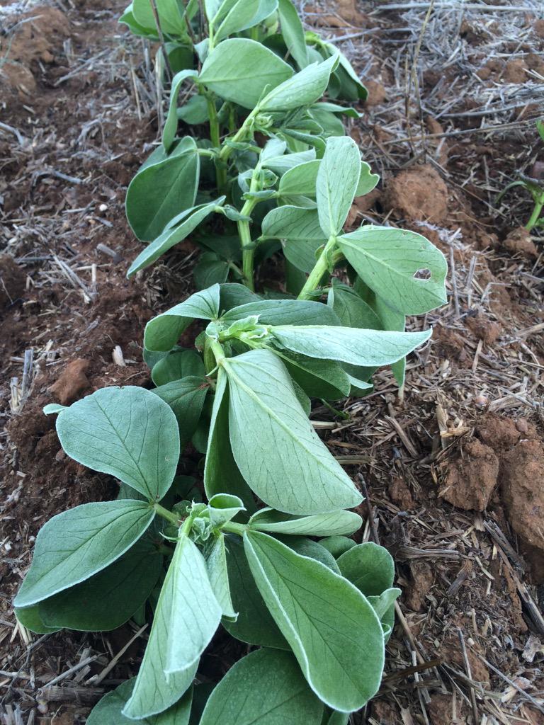 chrishallion's tweet image. When inside the bean plant is an icicle. Frozen. Snaps like a dried twig. #beans #pulse #plant15 #frost.
