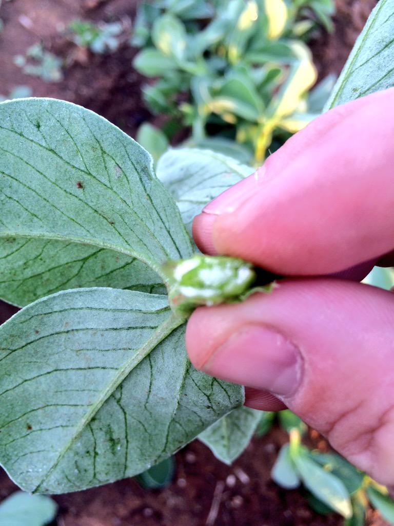 chrishallion's tweet image. When inside the bean plant is an icicle. Frozen. Snaps like a dried twig. #beans #pulse #plant15 #frost.
