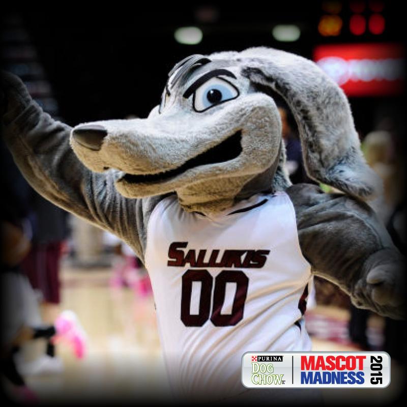 MVCsports's tweet photo. What's a Saluki? -- http://t.co/OpBMH591TK #MVCMascotMadness http://t.co/kaIu79uwfC