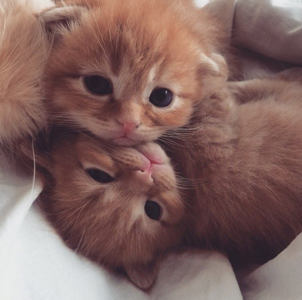 catsscrapers's tweet photo. Hi friends http://t.co/zD8tDGTykM