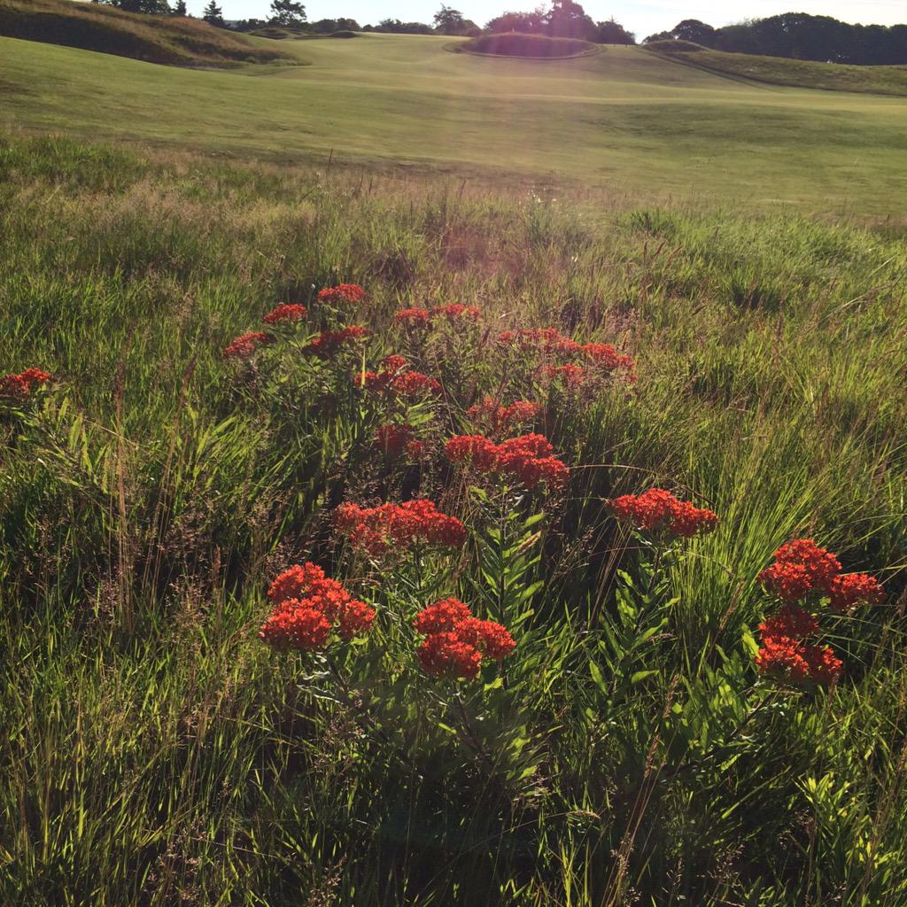 Just some blooming Butterfly Weed (Asclepias tuberosa) in the native at NGLA #turf #golf #wildflowers #nofilter