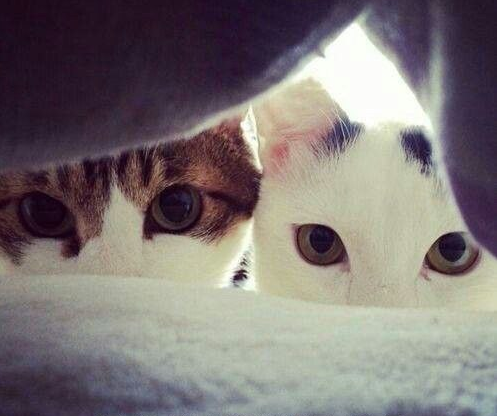 catsscrapers's tweet photo. My morning,,, http://t.co/oXAxAVN8J7