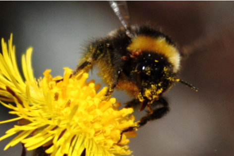 NJAllergyDoctor's tweet photo. Over 2 million Americans are allergic to stinging insects. Are you one of them? #allergies #bees http://t.co/E7eva7ZwyU