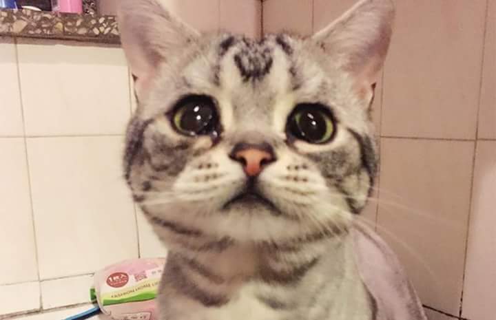 BERDONI's tweet photo. Esta gatita siempre esta triste!!! http://t.co/FIwrVjVZWH