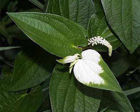 Chain オリーブ 7月1日の誕生花は ドクダミ科のハンゲショウ 半夏生 半化粧 です 半夏生の頃 7月2日頃 に花 が咲くので この名前になりました 花に近い葉っぱの一部が白くなるので 半化粧 とも呼ばれます 花言葉 内に秘めた情熱 祝誕生日 Http T