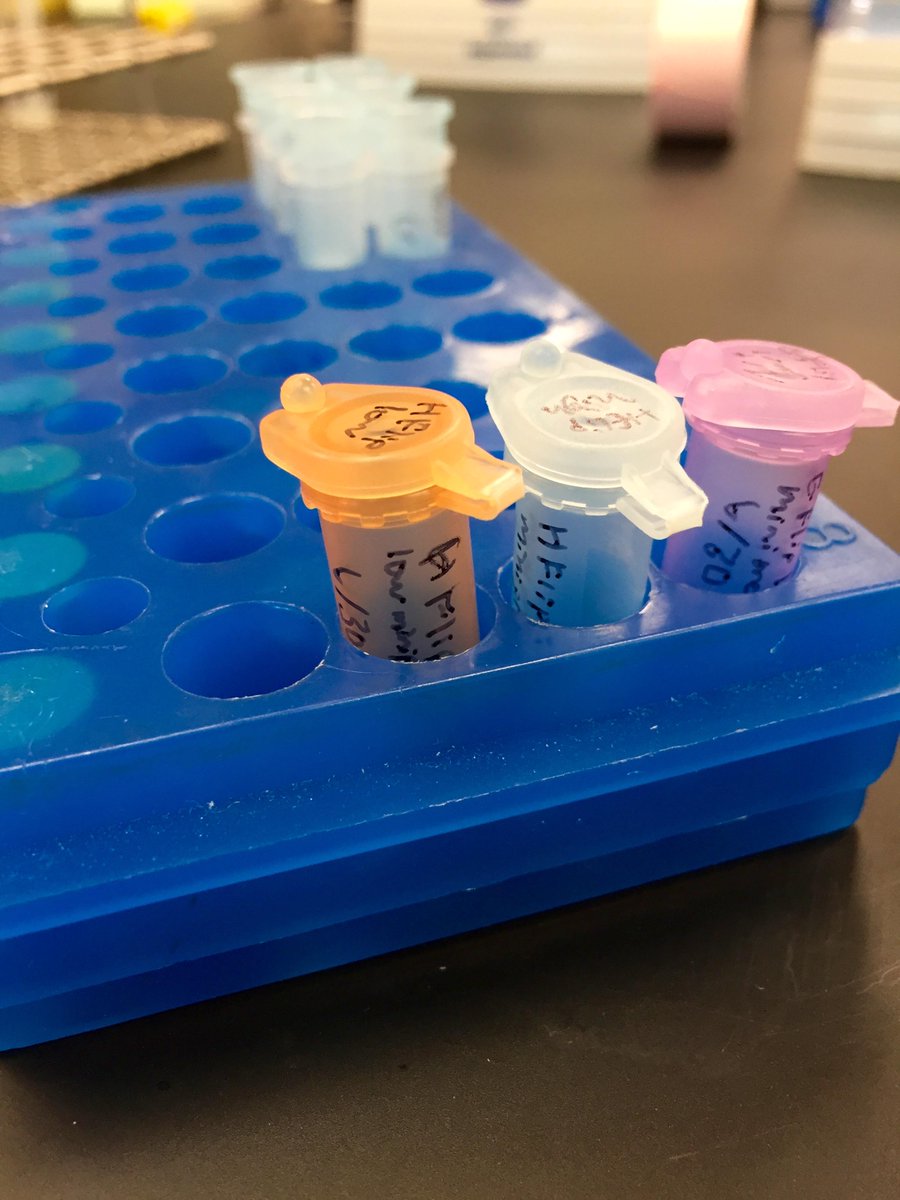 Minipreps tonight! Making good progress #aptapaper #iGEM2015 #science