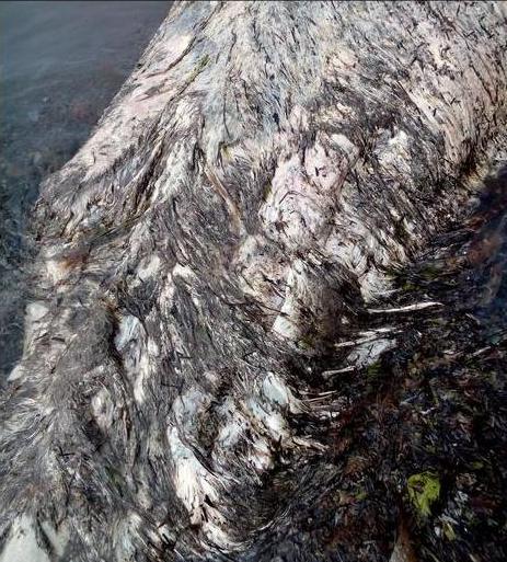 さいたま改２ On Twitter ロシア 毛皮とクチバシを持つ謎生物の死骸がサハリン州シャフチョルスクの海岸に漂着 Http T Co Yx6gqsjjq2 研究者曰く 淡水イルカのガンジスカワイルカに似ているが 毛皮など異なる特徴を持つため現時点では正体不明 Http T Co