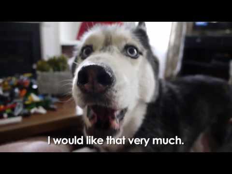 DogOwnerDaily tweet picture