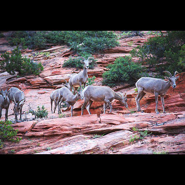 NatlParksPhotos's tweet photo. We happened upon this herd of #bighornsheep at #zionnationalpark #zion #getoutside #adventure #adventureproject #na… http://t.co/NYiYT8BCoO