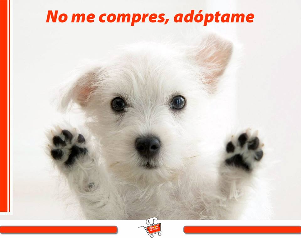 #vivetumascota