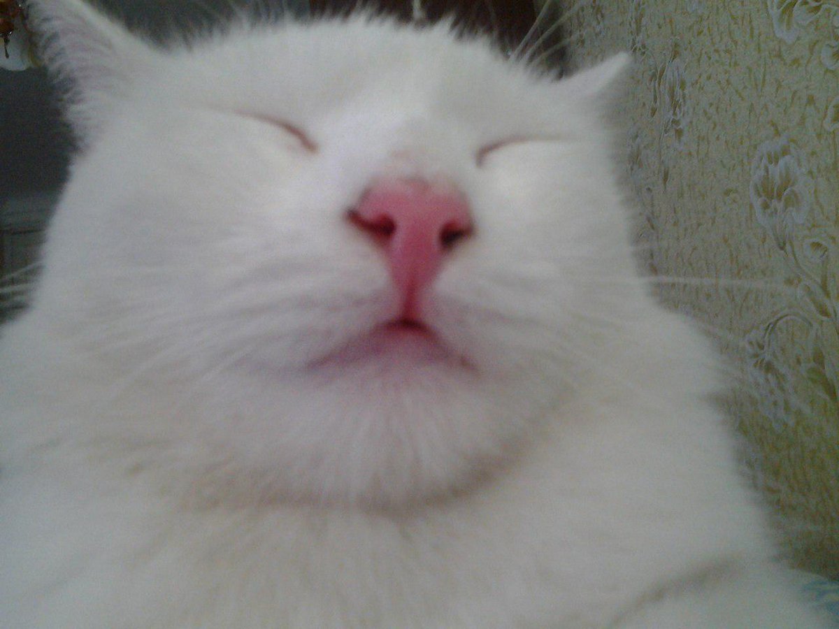 Tea_lol_'s tweet image. @KoverLumpy