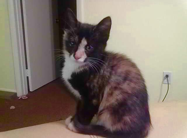 ErikaVictorya's tweet photo. this is Stella, she got out and I'm trying to find her. I got her at 4 weeks please help 786.838.1155 @Venice311 http://t.co/z1pYwSGPI0