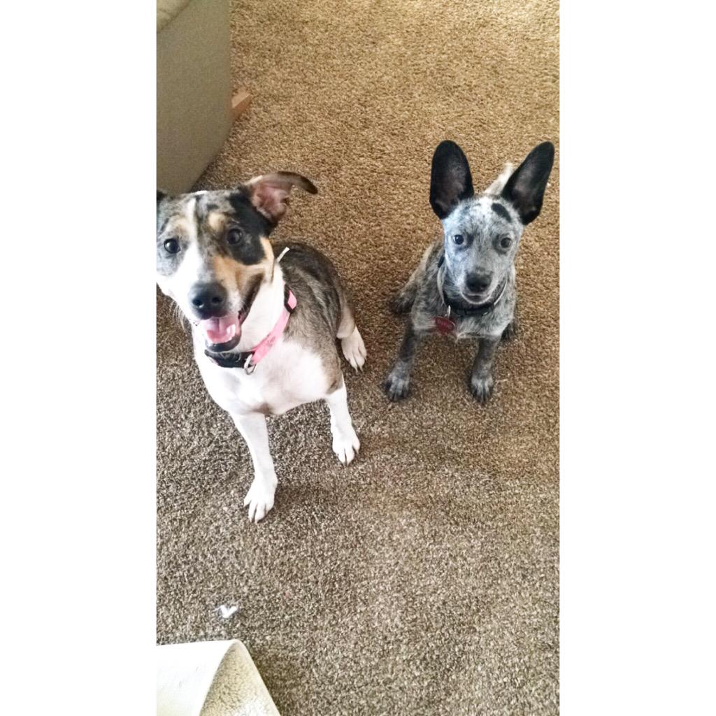 sam_moves's tweet image. My girls! #Gracie #Dixie