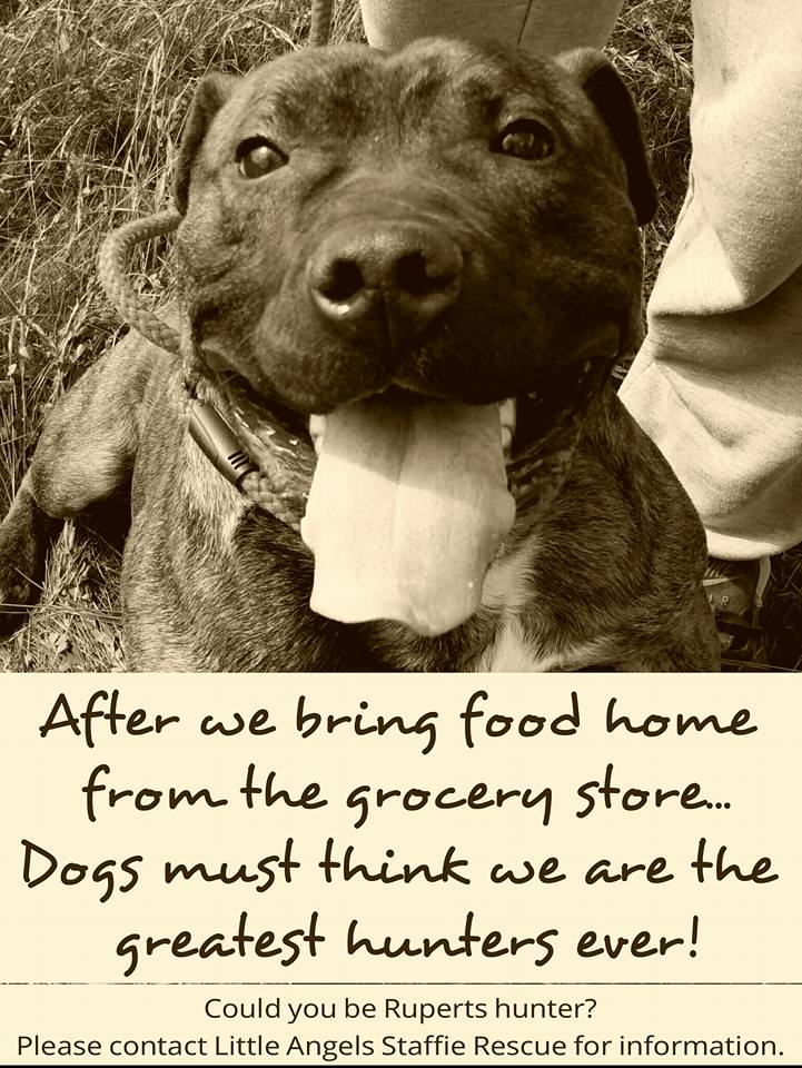 little angel staffie rescue