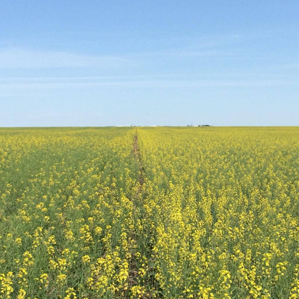 RaymeFrohaug's tweet photo. #SY4157 on the right and #SY4135 on the left. @CamCanola looking good in Beechy SK! @syngentacanada http://t.co/F2oWpXKqJo
