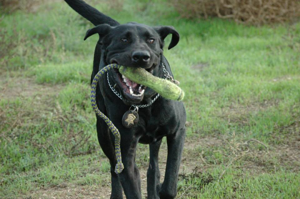 vcsark9's tweet image. K9 Jake is all about fun! Whether your working or playing, he just want&apos;s his toy! #vcsark9 #vcsheriff #805k9