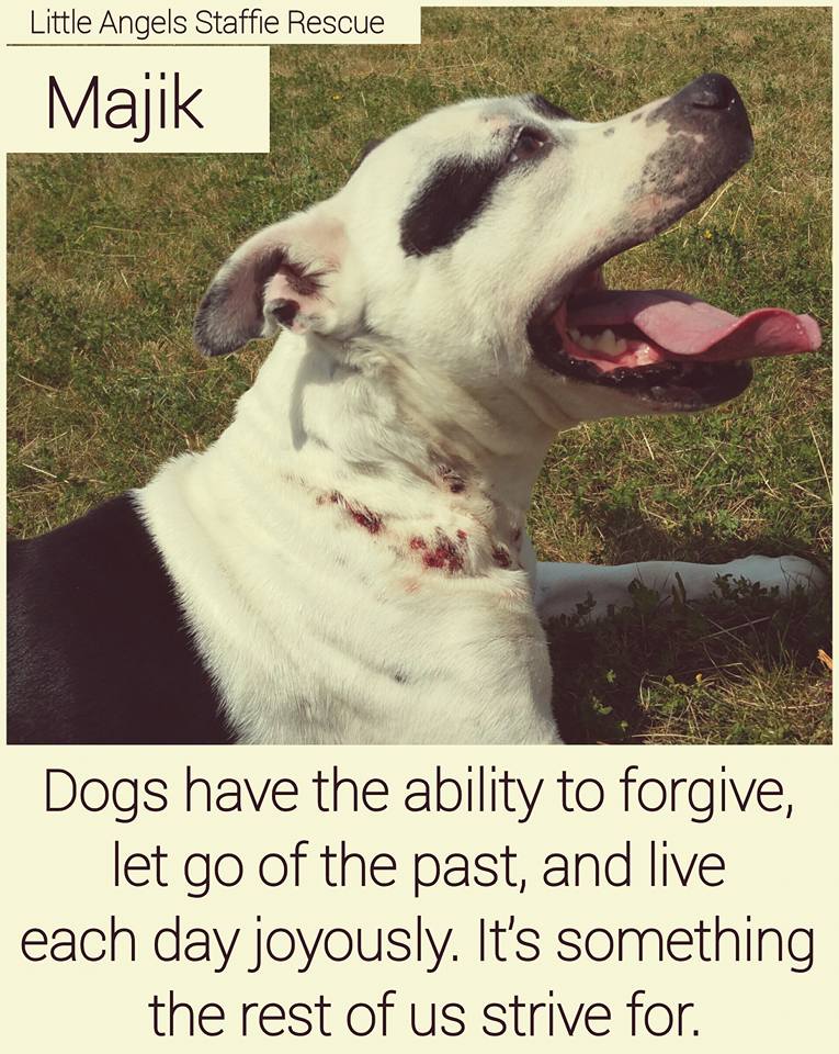 little angel staffie rescue