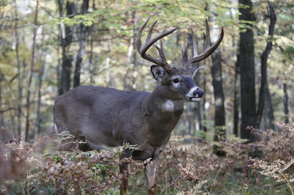 Hungover look in the eyes... #AntlersAnonymous