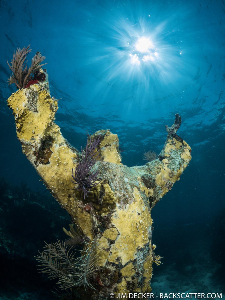 BackscatterUW's tweet photo. High praises for @getolympus EM-5 II! New F1.8 fisheye lens gives really sharp images! #divewithOlympus http://t.co/XPsZNfQmxk