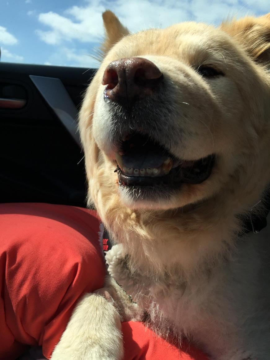 lolo88's tweet photo. So Charlie #cancerfighter #rescudog is smiling ... But I'm not. His toots stink! #badgas @Photogfred @omnimarcus http://t.co/JTFCMpn04b