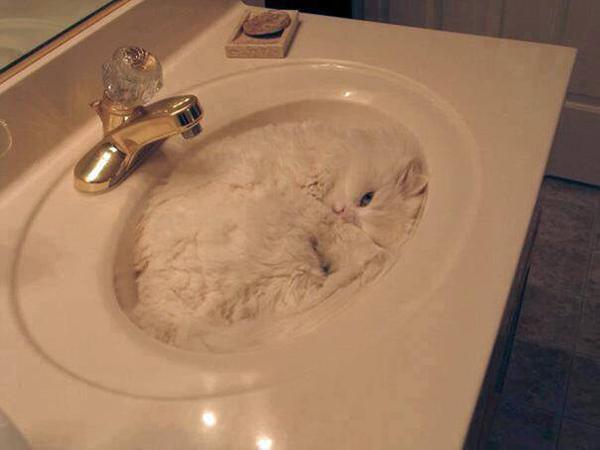 feline_crazy's tweet photo. #Sneaky #Cat #CatsOfTwitter http://t.co/KBHUxYg7vA