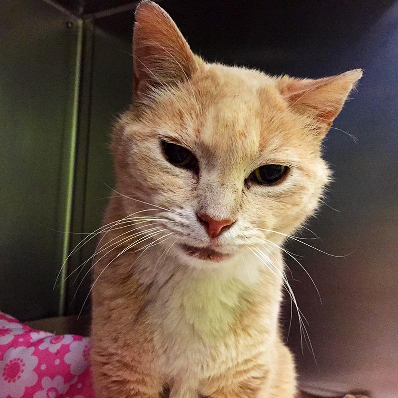 Please RT: This sweet, healthy #DoveStray #cat desperately needs a home! 503-228-7281 #pdx #portland #pets #catadopt