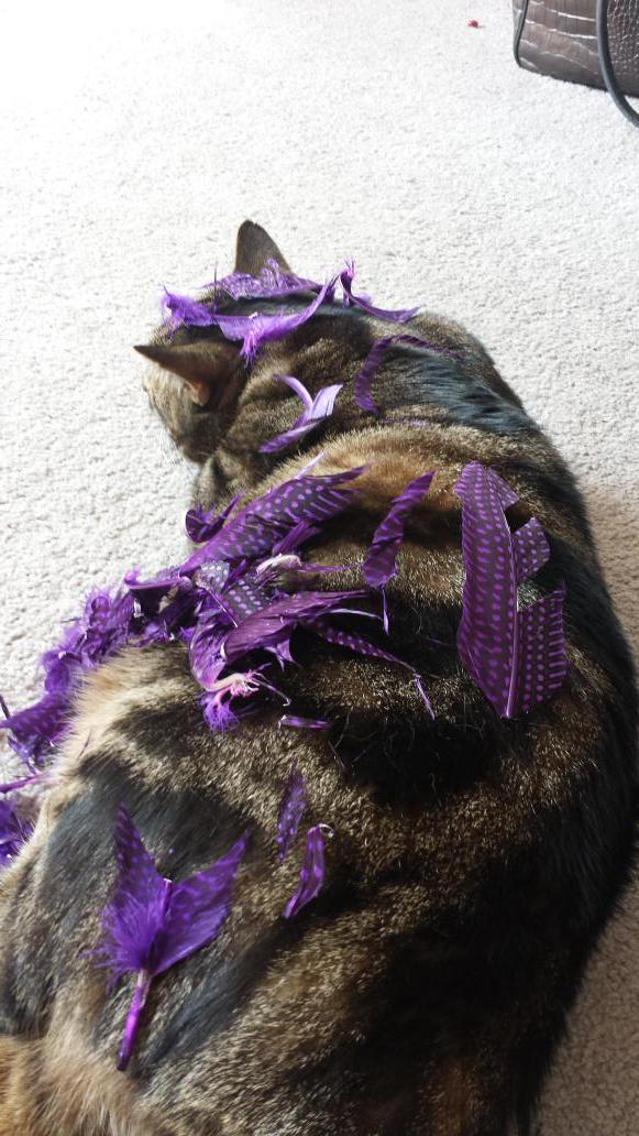 #cheltenhamhour #gloshour #cotswoldhour #handmadehour hmm looks like my scraps of feathers are being enjoyed