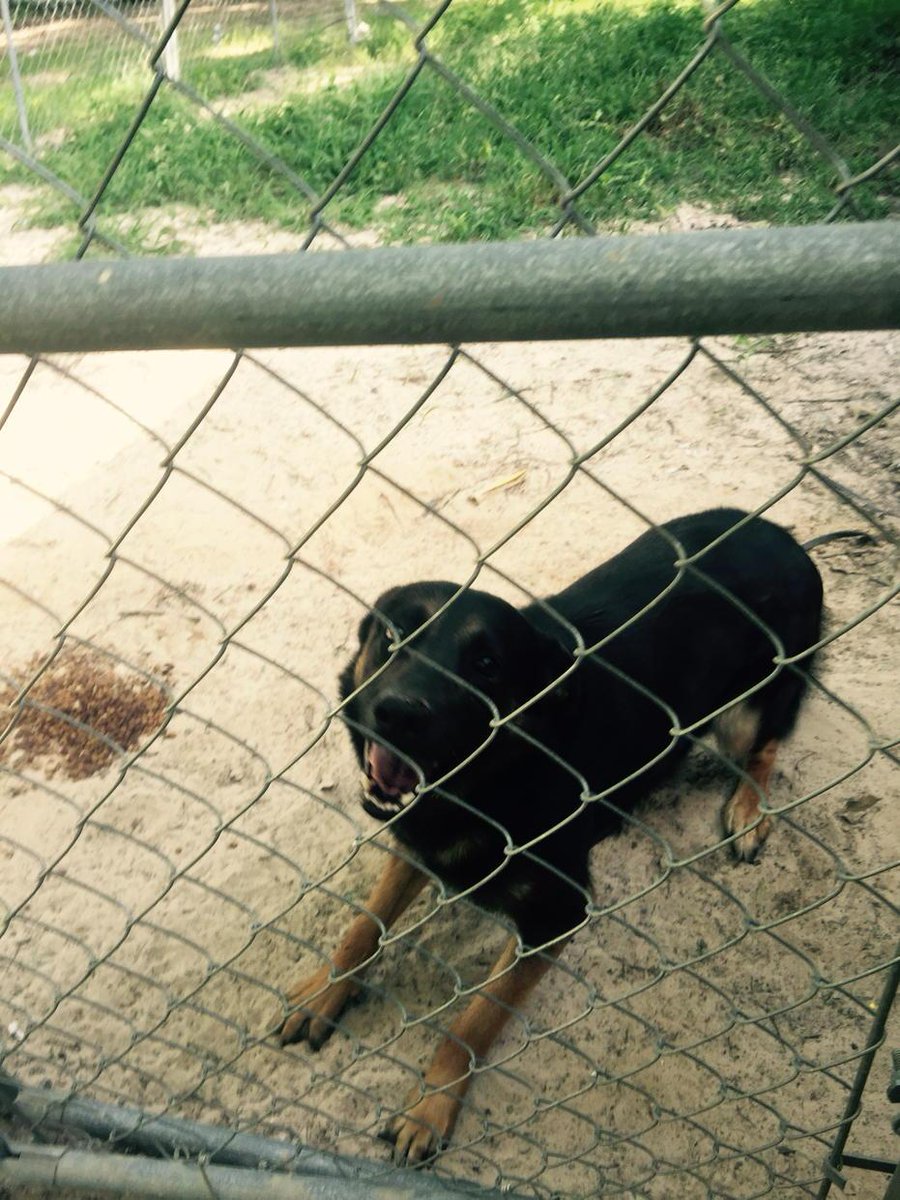 Sidnie9's tweet photo. His name is Max http://t.co/eHeQt65TlI