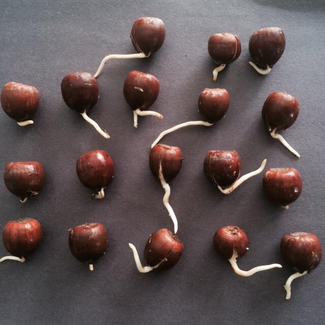 DrGiuliana's tweet image. #redoak seedlings destined for #hamont #urbanforest