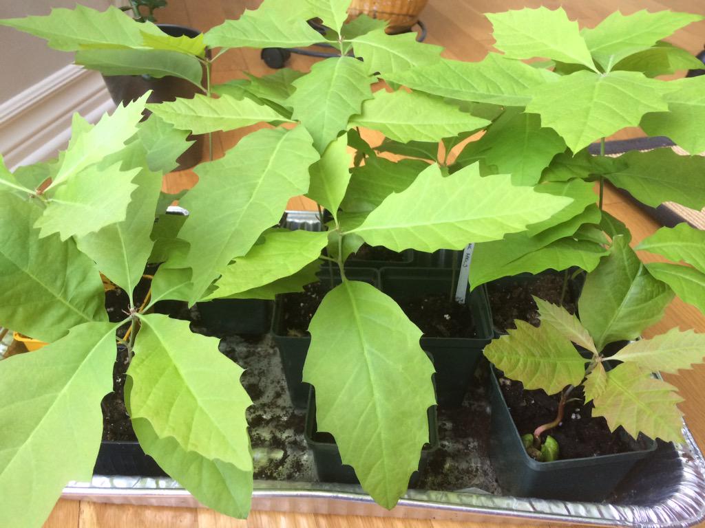 DrGiuliana's tweet image. #redoak seedlings destined for #hamont #urbanforest