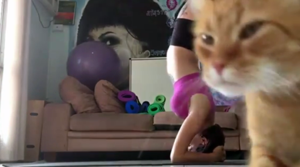 ThisIsRYOT's tweet photo. Watch this arrogant cat interrupt its owner’s yoga routine: http://t.co/2pkH2ZTWOP http://t.co/oZ60dNckuV