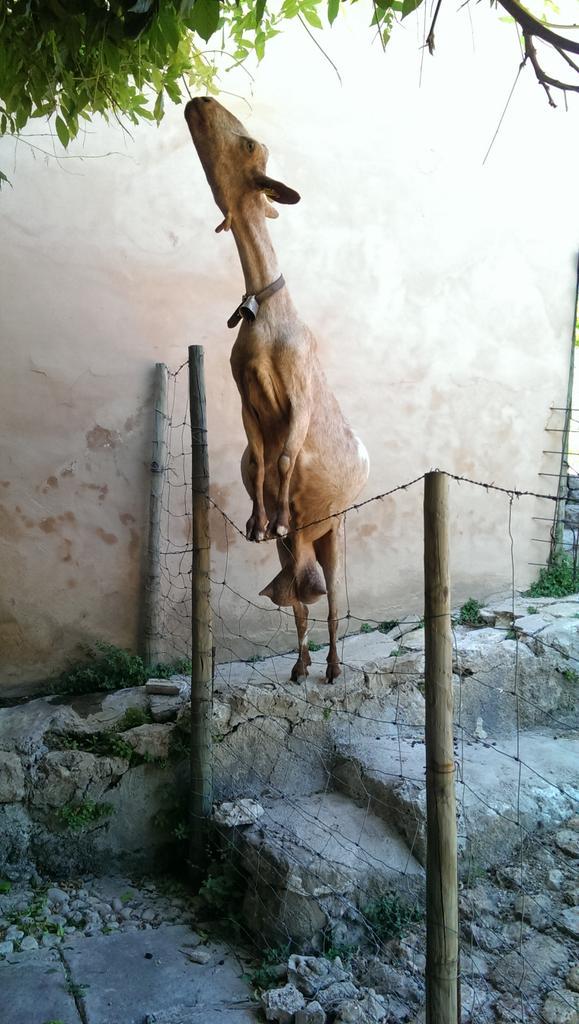 MakBeno's tweet photo. This happened. Prego goat with ridic nips. Too funny http://t.co/5ak748hiVw