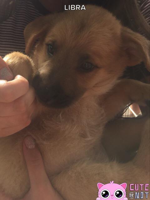 puppy puppy