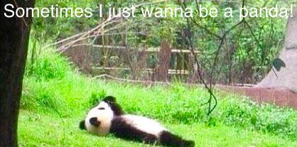 AnnLuanda's tweet photo. Lovely #panda ❤️ http://t.co/ghQYTvYhsG